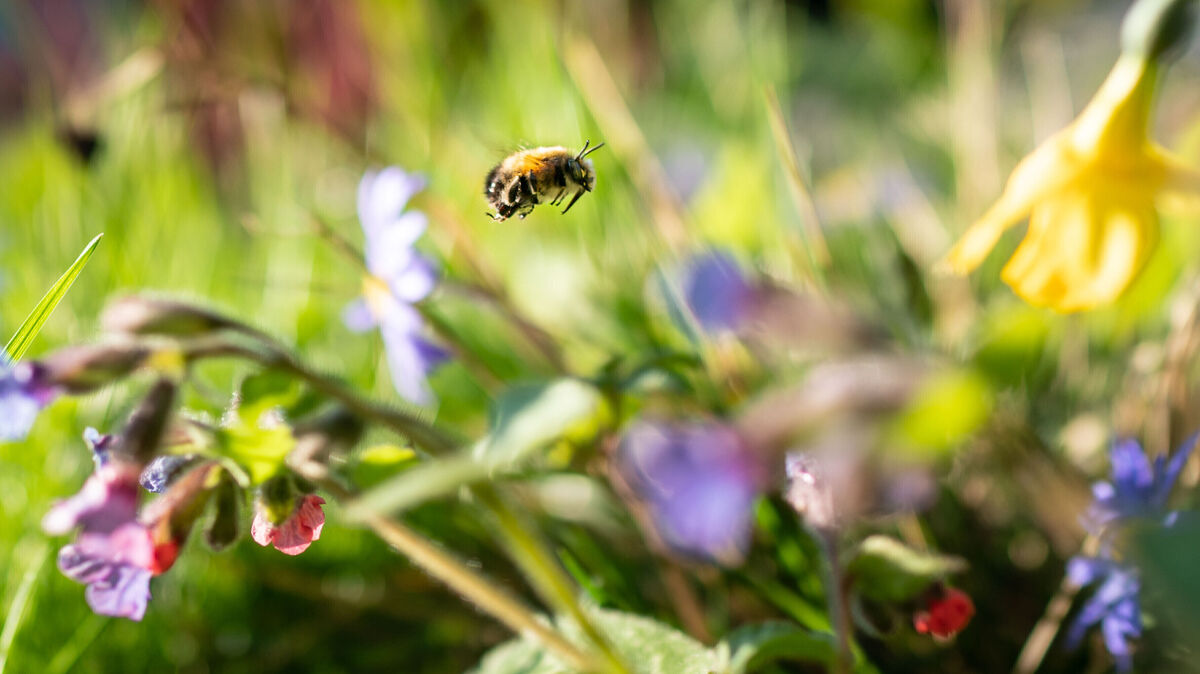 Lebensraum Wildwiese: Heimat und Nahrungsquelle für unzählige Wildbienen und Insekten. Foto: Frank Rumpenhorst/dpa