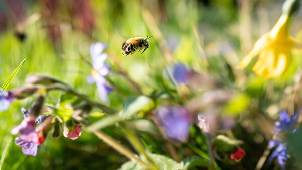 Lebensräume im Kreis Cuxhaven schaffen: So gelingt die Umwandlung zum Naturgarten