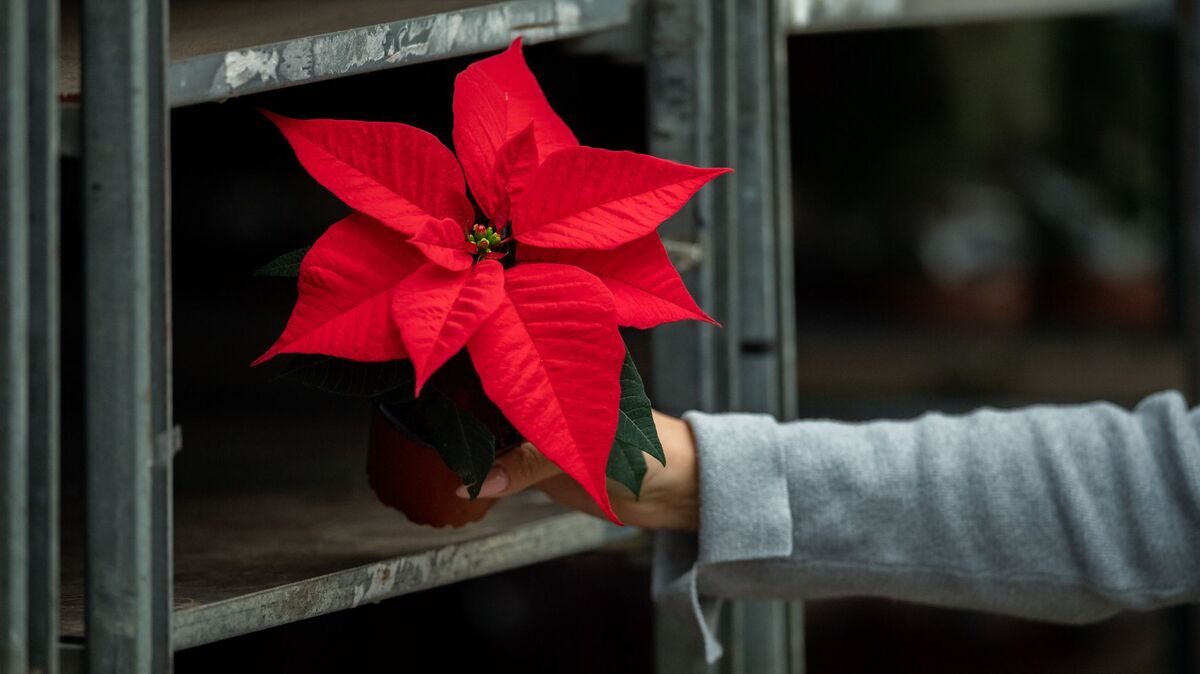 Mohssen Assanimoghaddam/dpa