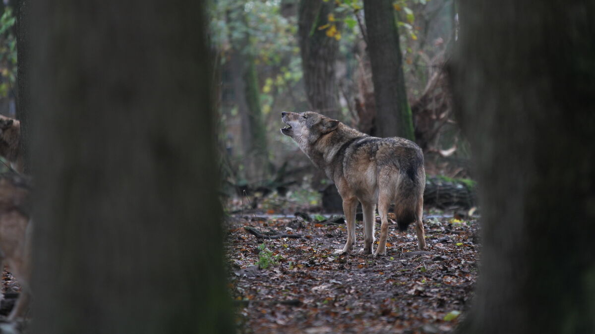 Ein "Schnellabschuss" eines Wolfs? Der kommt für Naturschützer nur unter ganz bestimmten Voraussetzungen infrage. Eine Absage gibt es für den Abschuss ganzer Rudel. Foto: CNV-Archiv