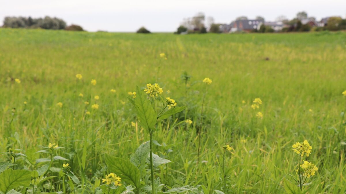 Auf einer rund 6,8 Hektar großen Fläche östlich des Hoffmann-von-Fallersleben-Wegs in Otterndorf sollen 41 Baugrundstücke entstehen. Die Interessengemeinschaft „Nachhaltiges und klimabewusstes Otterndorf“ wirft der Stadt vor, mit der geplanten Bebauung von einem grundlegenden städtebaulichen Leitbild abzuweichen. Aus ihrer Sicht kommt der unbebauten Fläche eine wichtige Funktion für den Luftaustausch zwischen freier Landschaft und Siedlungsgebieten zu. Foto: Mangels