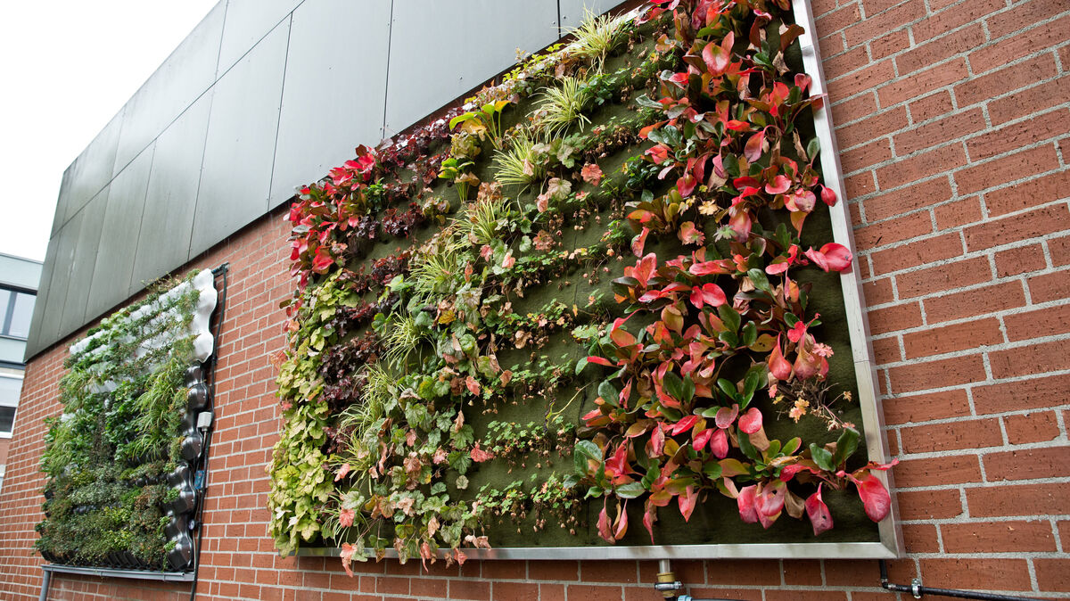So könnte eine begrünte Fassade aussehen. Foto: dpa/Karmann