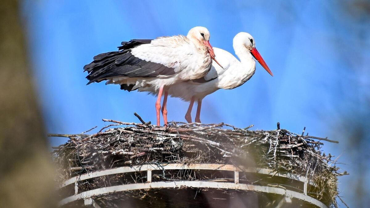 Das Storchenpaar in der Allerstraße. Das Weibchen (vorne) hat einen völlig deformierten Schnabel. Foto: Scheschonka