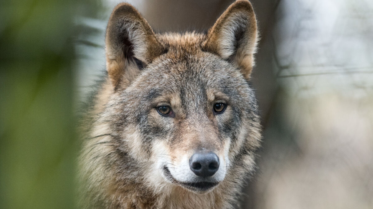 Stimmen aus dem Publikum der jüngsten Ortsratssitzung berichteten, dass der Wolf im Dreieck Wanna- Lüdingworth- Wanhöden stark präsent sei. Foto: Bernd Thissen/dpa