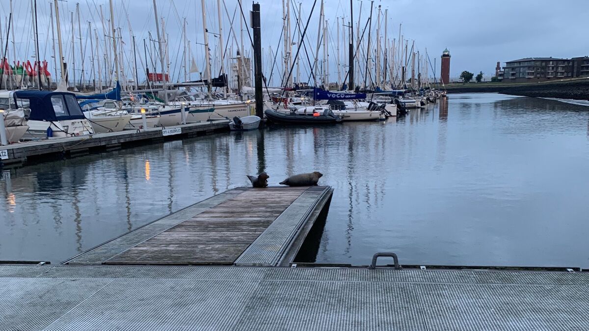 Zwei Robben machen es sich hin und wieder auf der Rampe im Yachthafen gemütlich. Foto: Kuczorra