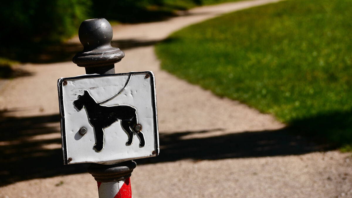 Seit 1. April herrscht im Kreis Cuxhaven wieder Leinenpflicht. Dennoch gibt es Plätze, an denen Hunde frei laufen können. Symbolfoto: Nicolas Armer/dpa