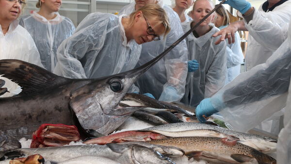 PFAS-Chemikalien im Fisch: Cuxhavener Experten klären über Risiken und Fakten auf
