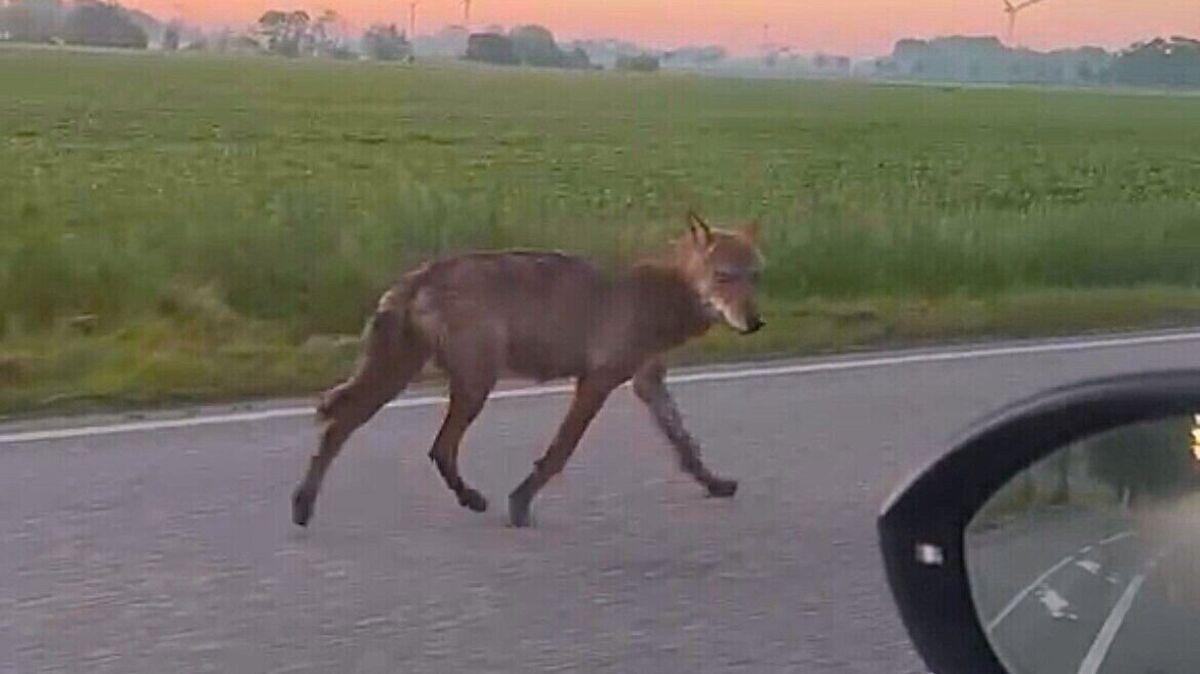 Montagmorgen gegen 5 Uhr in Otterndorf: Ein Wolf läuft neben einem Fahrzeug auf der Landesstraße 118 nahe des Gewerbegebietes her. Foto: privat