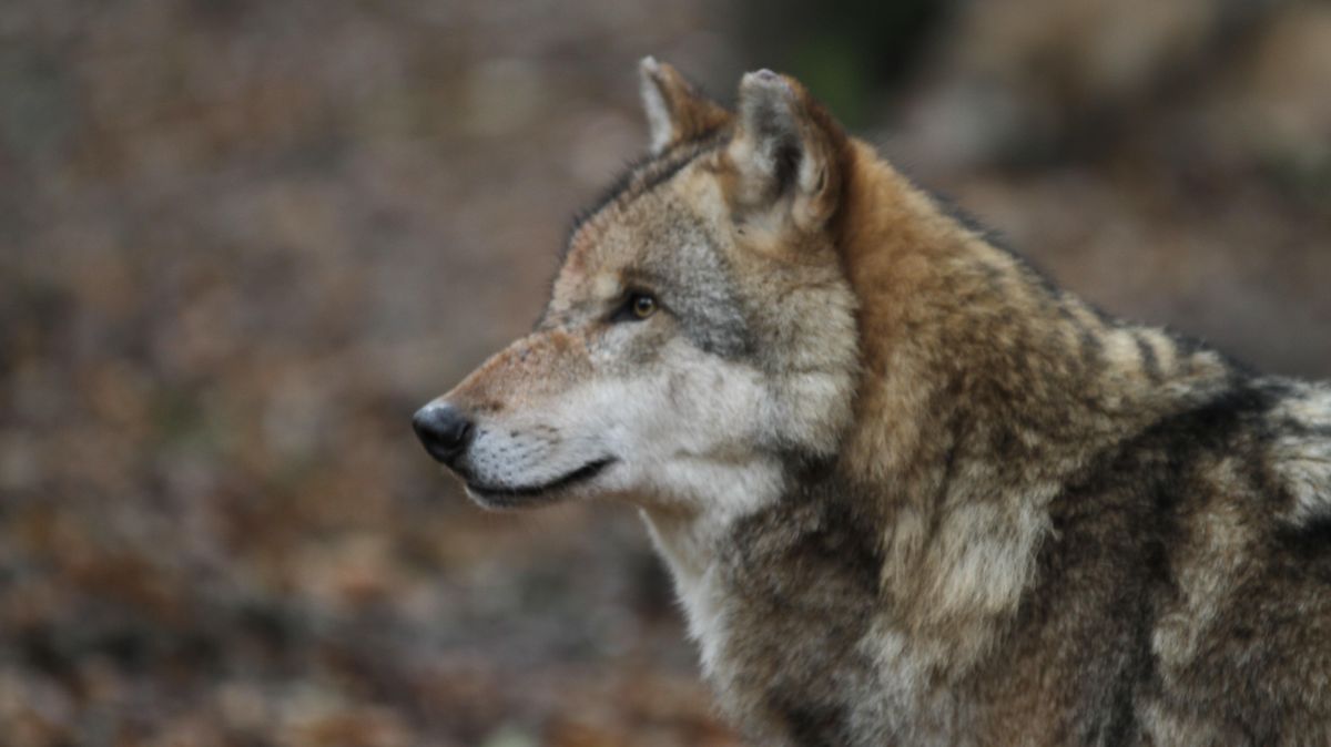 Ein Wolf wurde in Kehdingen gesichtet. Symbolfoto: Monsees