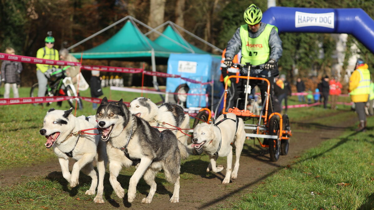 Die Gespanne sind los: Am Sonnabend und Sonntag findet in der Wingst wieder ein Schlittenhunderennen statt. Foto: Unruh