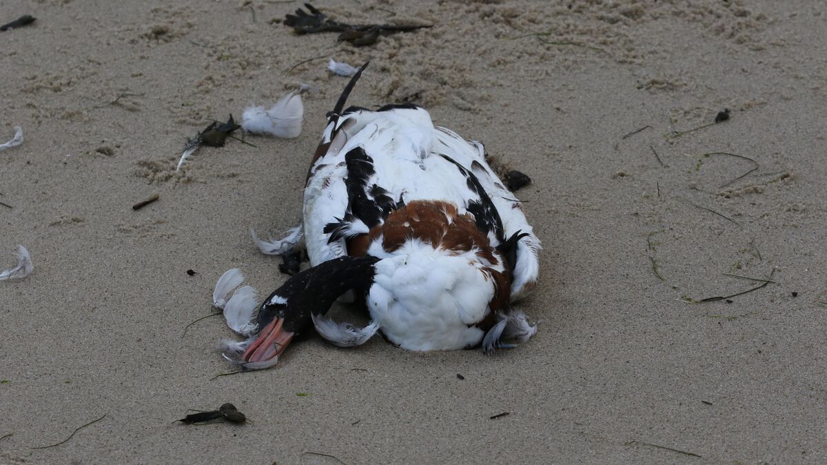 Tote Brandgans an der niedersächsischen Küste. Das Tier verendete mutmaßlich an der Geflügelpest. Foto:  Nationalpark Wattenmeer/Imke Zwoch/dpa