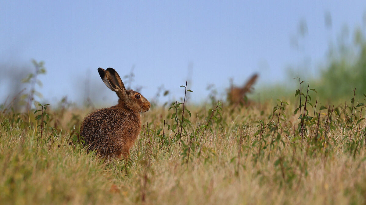 Der Bestand des Feldhasens hat in den vergangenen Jahrzehnten stark abgenommen, stabilisiert sich aber seit einigen Jahren wieder leicht. Foto: Hildenbrand/dpa