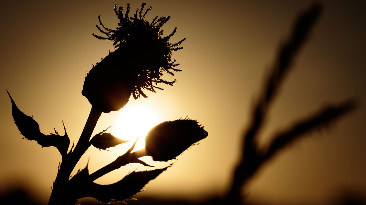 Tautropfen sammeln sich morgens in Hamburg an der Blüte einer Distel. Der Siebenschläfertag - der 27. Juni - ist vor allem als Datum für Bauernregeln bekannt. Symbolfoto: Sina Schuldt//dpa