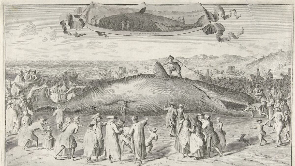 Pottwalstrandungen sorgten im 18. Jahrhundert für große Aufregung in der Bevölkerung. Diese Darstellung zeigt das traurige Ende eines Wal-Lebens in dem niederländischen Ort Egmond aan Zee im Jahr 1764. 41 Jahre früher, im Jahr 1723, strandeten 21 Pottwale vor Neuwerk. Foto: Cetacea.de