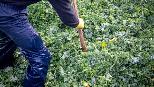 So drohen auch im Cuxland regionale Hersteller nach und nach kaputt zu gehen