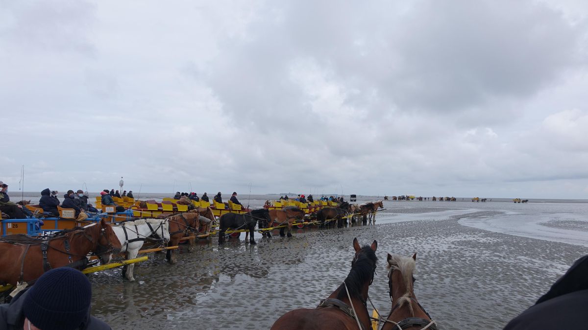 Ein Pulk aus mehr als 40 Wattwagen fuhr am Dienstagmorgen in Richtung des "Duhner Lochs". Mit der Aktion machten Neuwerker und Wattwagen-Unternehmer auf die prekäre Situation aufmerksam. Sie fordern eine ganzjährige Wegbarkeit des Priels. Foto: Anders