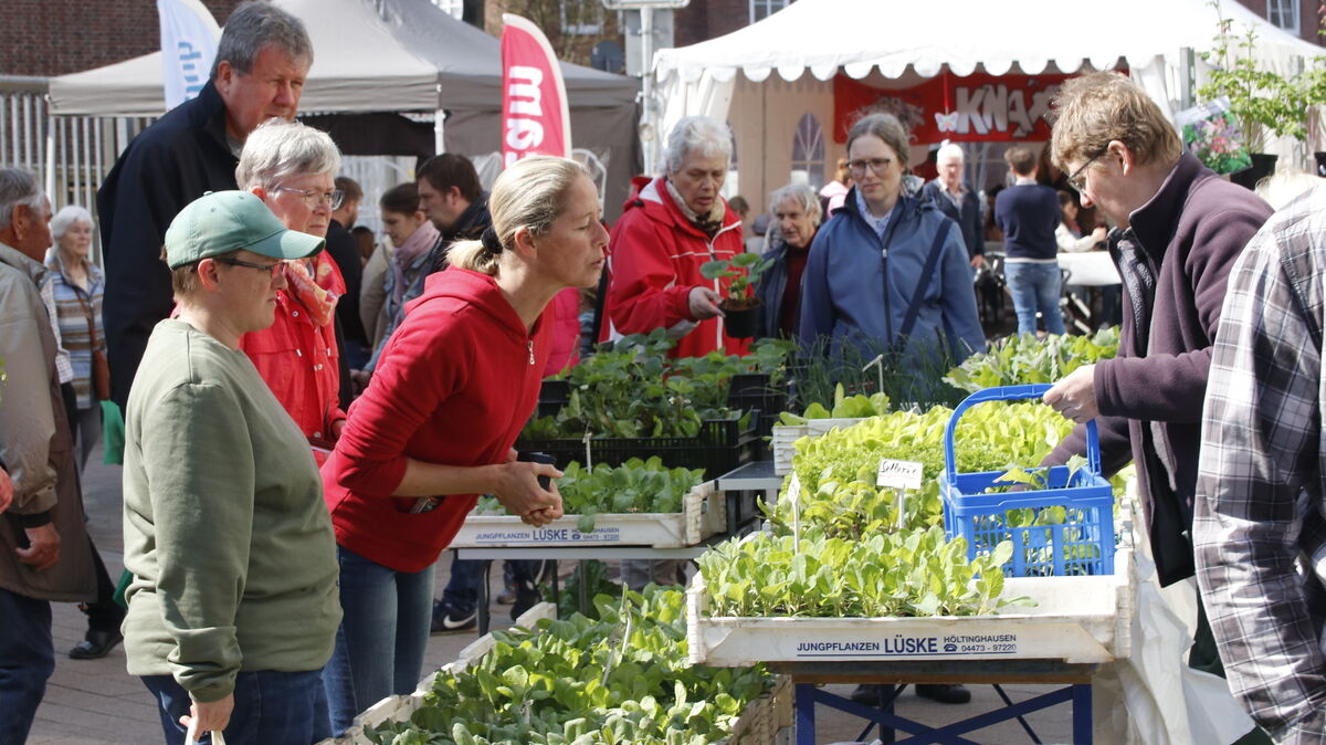 Mit Gartenkräutern konnte man sich an diesem Stand auf dem Blumenmrkt eindecken.