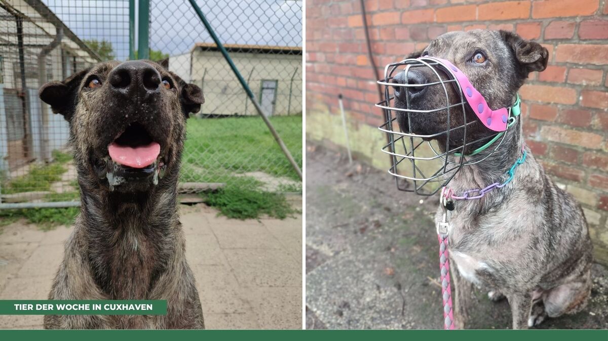 Coco hat die Schnute voll vom Tierheim Cuxhaven. Foto: Tierheim