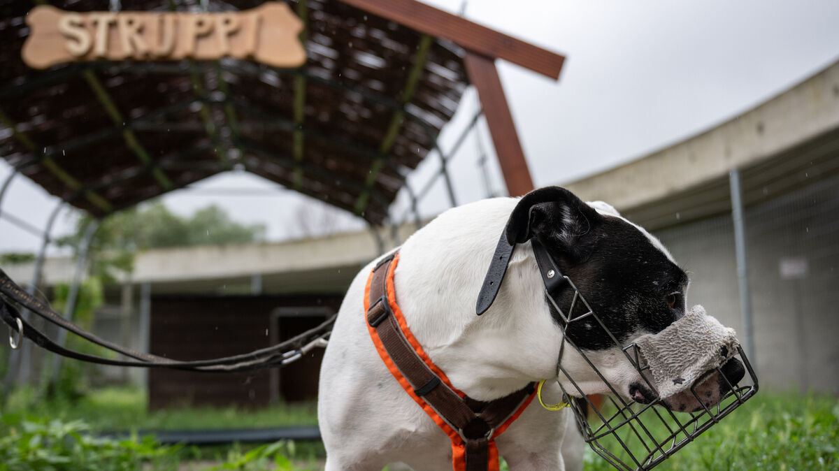 Staffordshire-Mix in einem Berliner Tierheim (Symbolfoto). Wer einen gefährlichen Hund halten will, muss dafür beim Landkreis eine Haltungserlaubnis beantragen. Foto: Hannes P. Albert/dpa