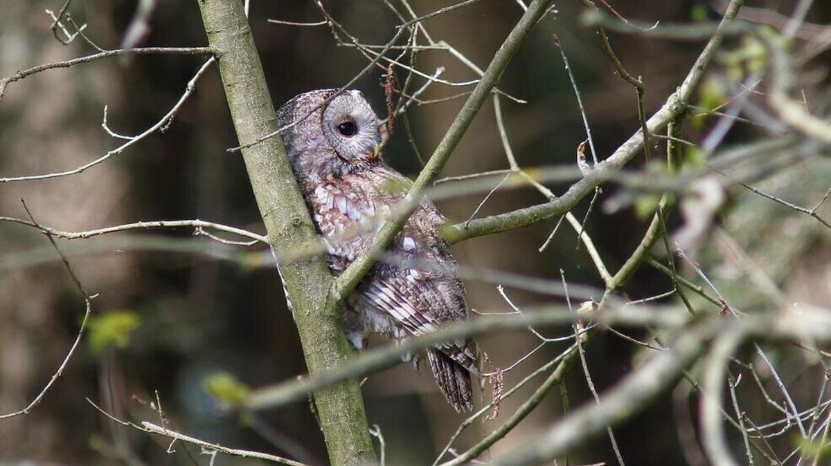 Der Waldkauz liebt den Wald, aber wenn die Stadt genügend Mäusenahrung zu bieten hat, dann fühlt sich der nächtliche Jäger auch hier sehr wohl. Foto: Hajo Schaffhäuser