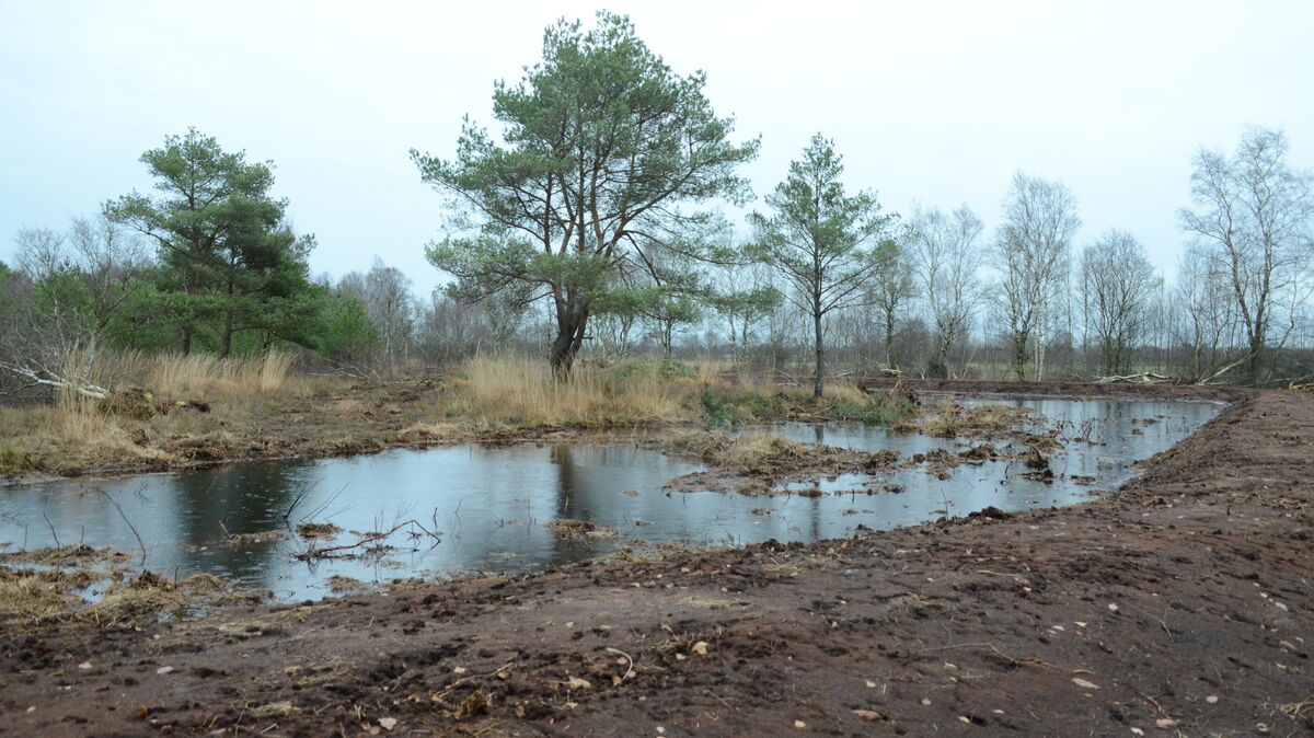 Die ökologische Station Cuxland betreut die Umsetzung von Wiedervernässungen in Moorgebieten. So wie hier im Ahlenmoor werden dazu Wälle angelegt, um das Wasser auf den Flächen zu halten und langfristig offene, heile Moorlandschaften entstehen zu lassen. Foto: Rohde