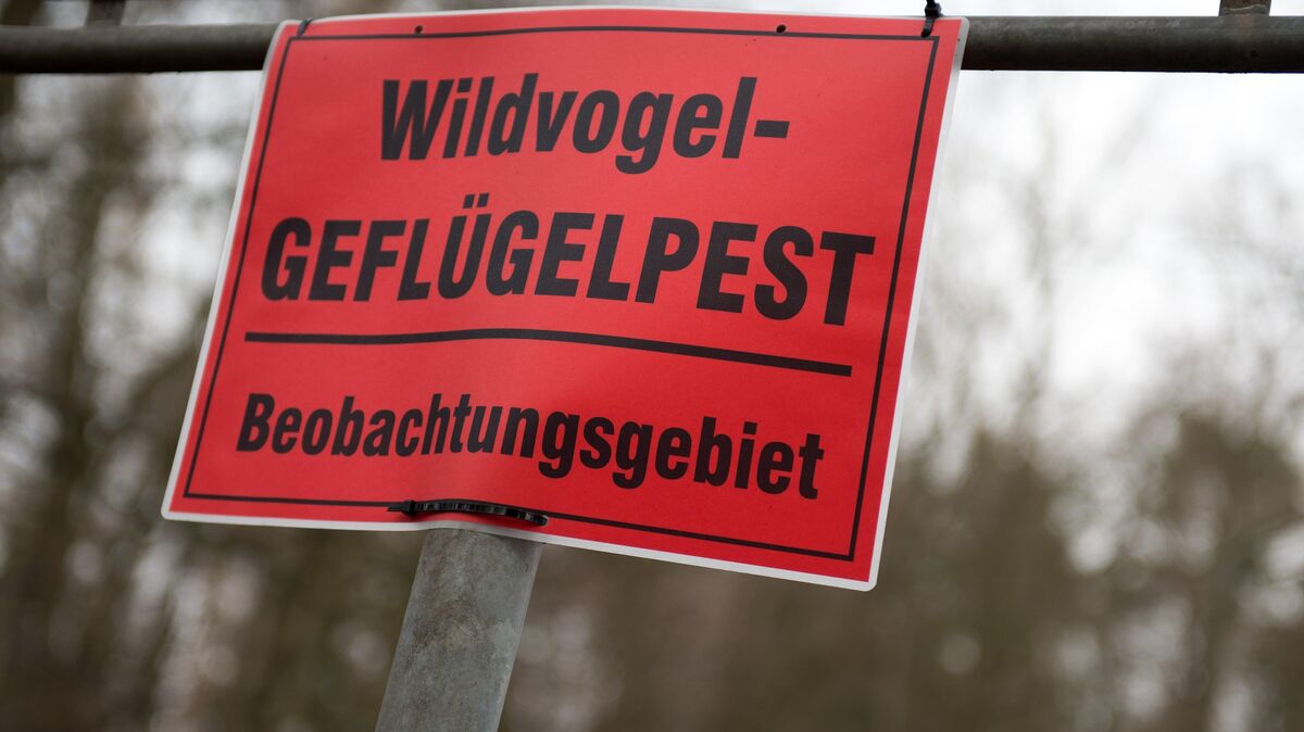 Die Geflügelpest hat die Wildvögel im Kreis Cuxhaven und im Kreis Stade erreicht. Symbolfoto: Arno Burgi/dpa
