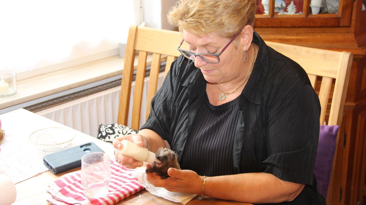 Igelretterin Steffi Röse mit Ralf, der vor einem Monat in Osterbruch abgegeben wurde und immer noch sein Fläschchen einfordert, obwohl er doch schon Zähne hat. Foto: Kramp