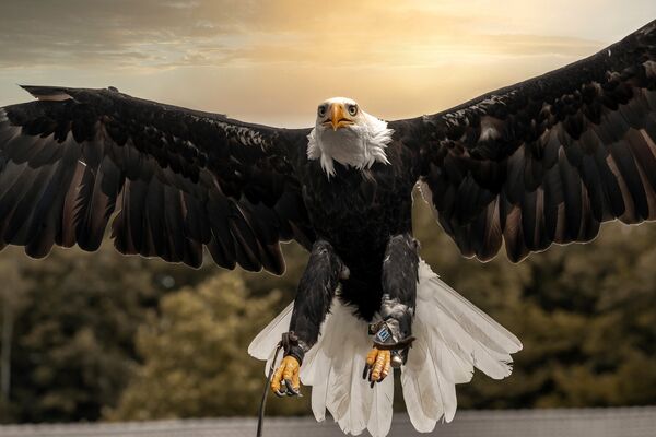 In Otterndorf eingefangen: Weißkopfseeadler Donald kehrt nach Detmold zurück