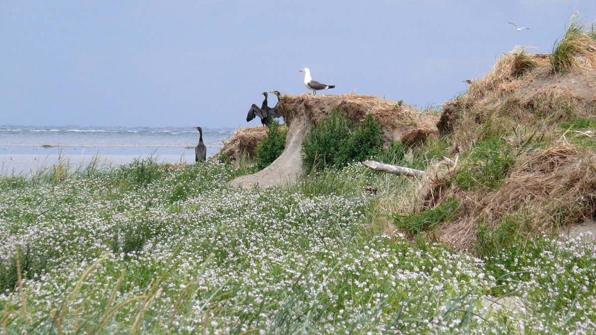 Am Dünenrand von Nigehörn haben sich eine Heringsmöwe und Kormorane niedergelassen. Am Strand blühender Meersenf. Der Holzpfahl ist angespült. Fotos: Eisermann