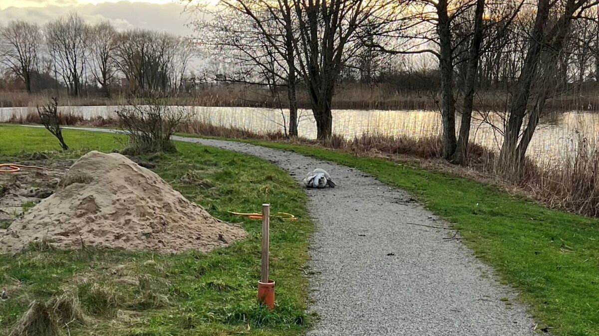 Der offensichtlich verletzte Schwan greift Passanten an, die sich ihm nähern. Foto: Feuerwehr