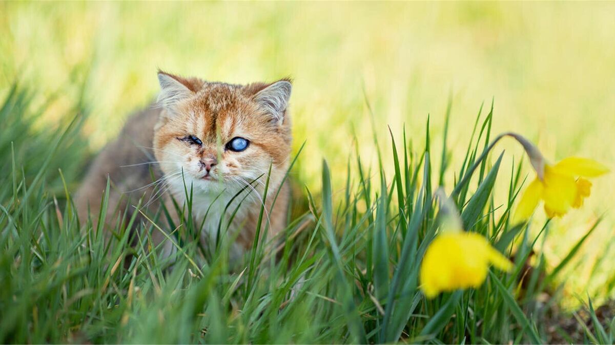 Kater Oculus genießt den Frühling im Gras – zwischen leuchtend gelben Narzissen. Foto: Polgesek