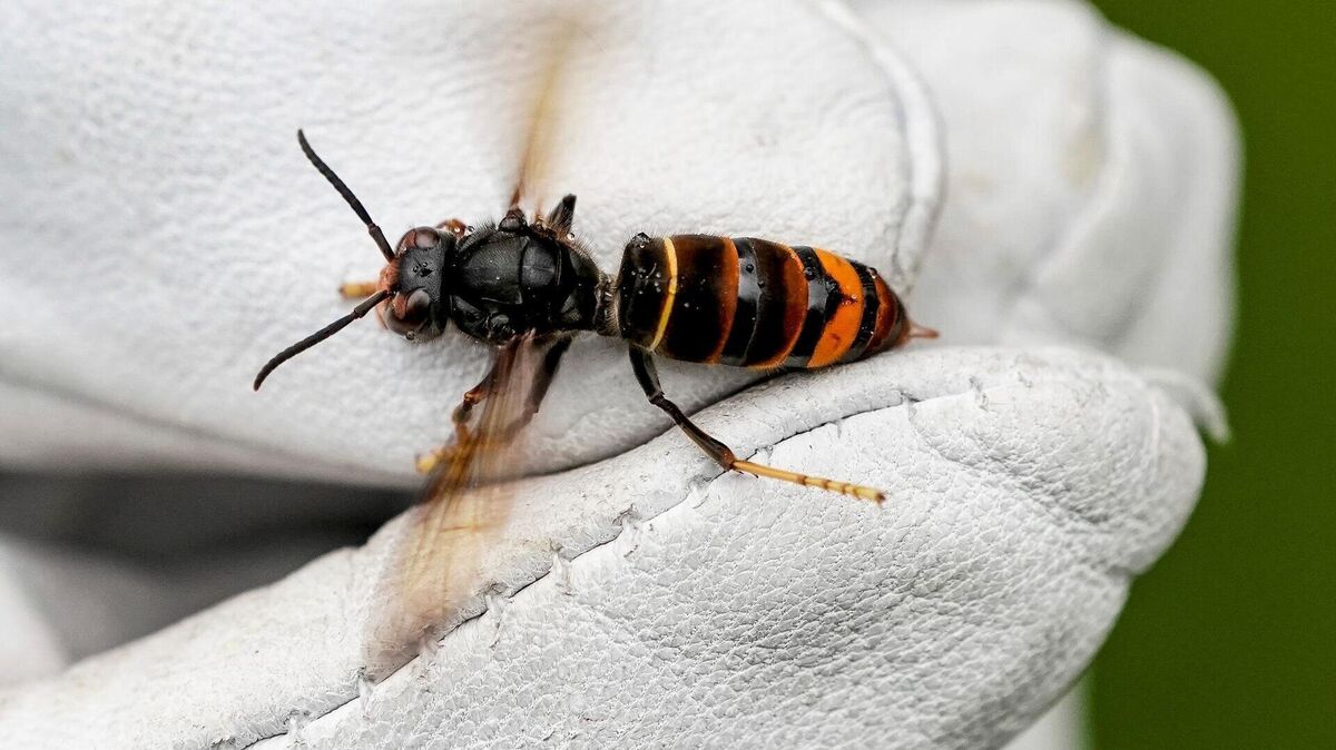 Die Asiatische Hornisse zählt zu den Insektenarten, die in den vergangenen Jahren erstmals in Bremen gefunden wurden. Foto: Axel Heimken