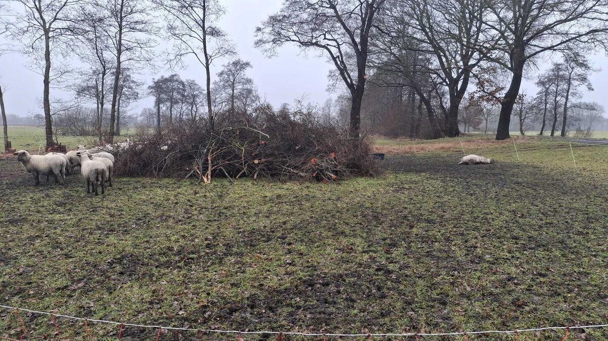 Die Weide wenige hundert Meter hinterm Dorf war mit Wolfschutzzaun versehen. Foto: Offermann