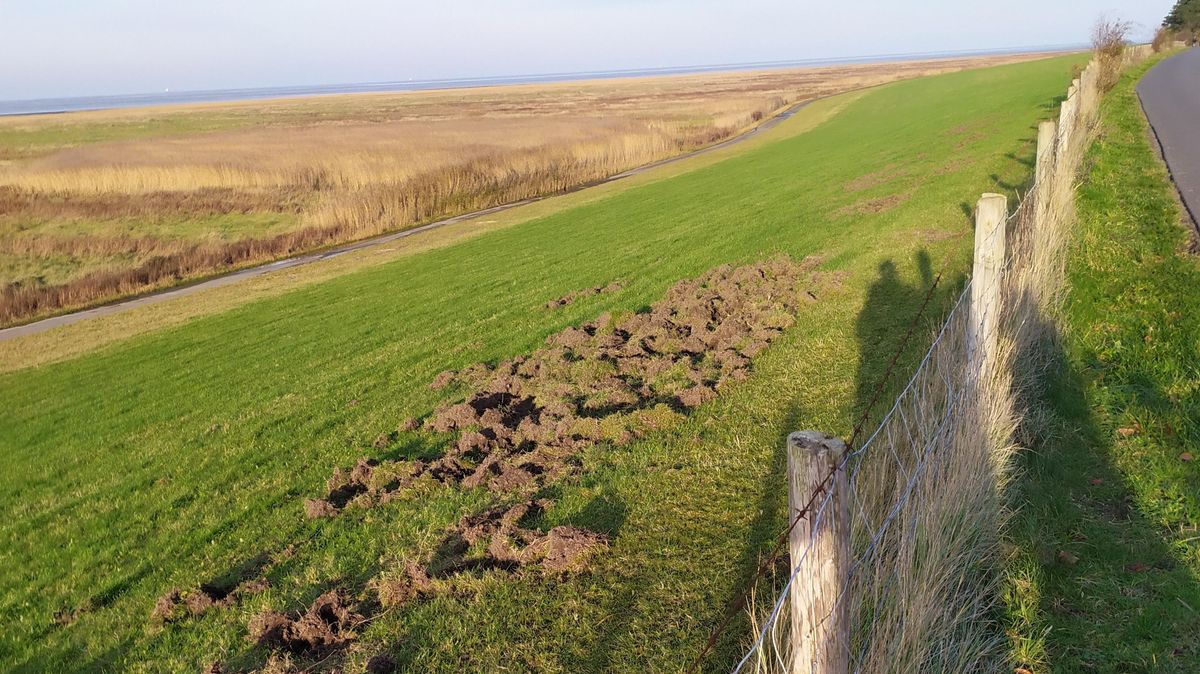 Die Grasnabe ist in einem Abschnitt von mindestens hundert Metern aufgewühlt. Foto: red