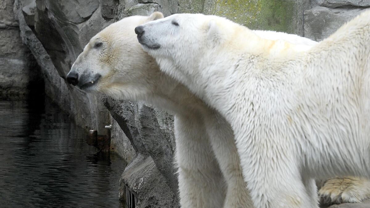 Die Eisbären Lloyd und Valeska haben gemeinsam vier Jungtiere gezeugt. Jetzt haben sich ihre Wege getrennt. Archivfoto: Scheer