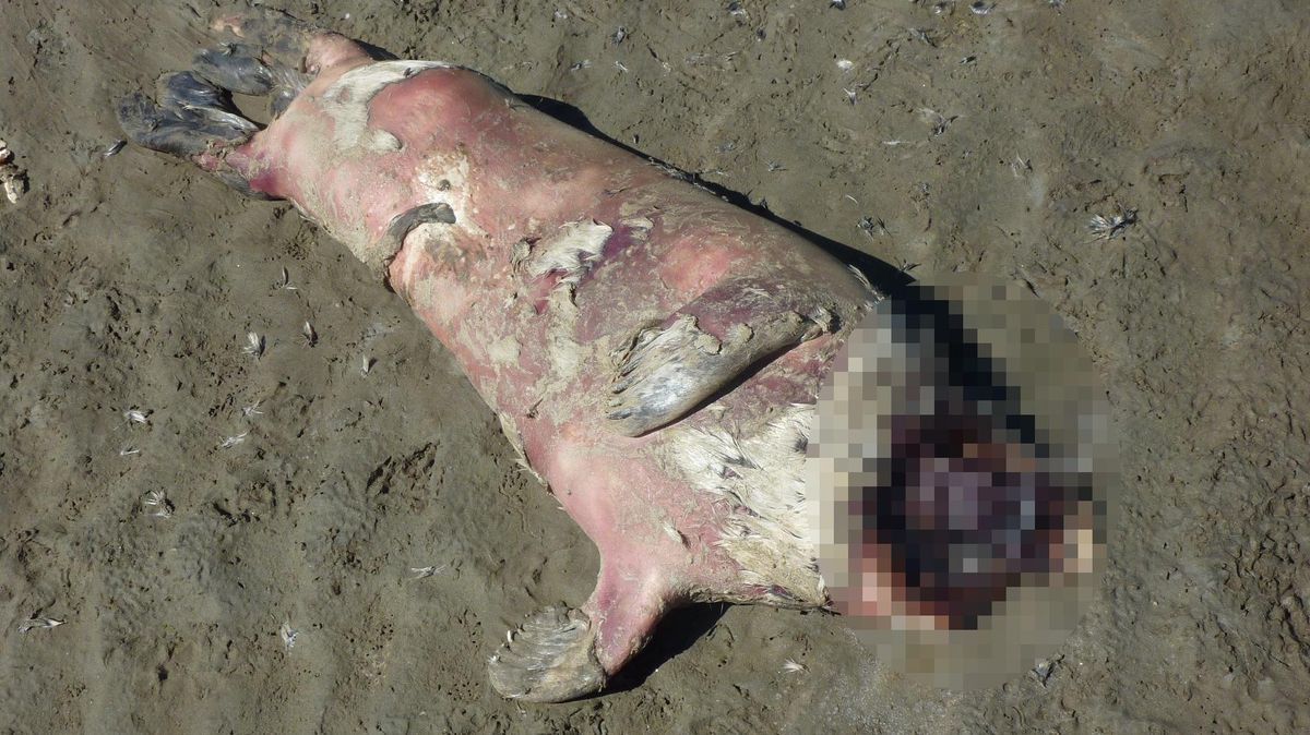 Die tote Robbe wurde ohne Kopf an den Döser Strand angespült. Immer mehr Leser schicken Fotos von verendeten Tieren. Foto: Gabriele Grubel