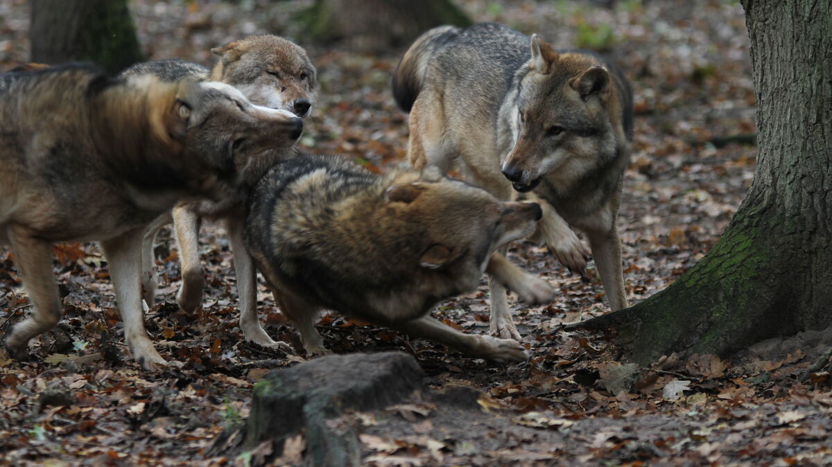 Ein Wolfsrudel tollt im Wald-Gehege herum. Immer wieder kommt es im Kreis Cuxhaven zu Nutztierrissen durch die Raubtiere. Archivfoto: Monsees