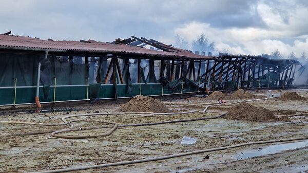"Immerhin 21.000 Hühner": Die Zukunft der Tiere nach dem Stall-Brand in Lüdingworth