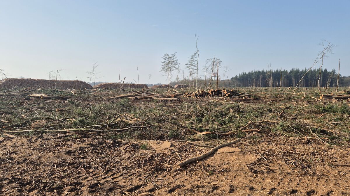 Aufgestapelte Baumstämme markieren derzeit den Rand des Deichbrand-Geländes – genau dort, wo im Sommer normalerweise Fans vom Greencamp ins Infield strömen. Foto: Pintaske
