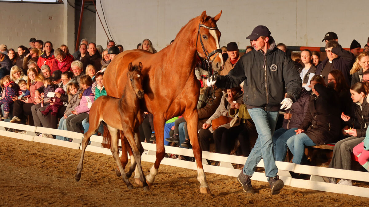 Im Schutz von „Mama“ kann man auch die Menschenmenge ertragen: Die Fohlen zeigen sich dem Publikum. Foto: Tonn
