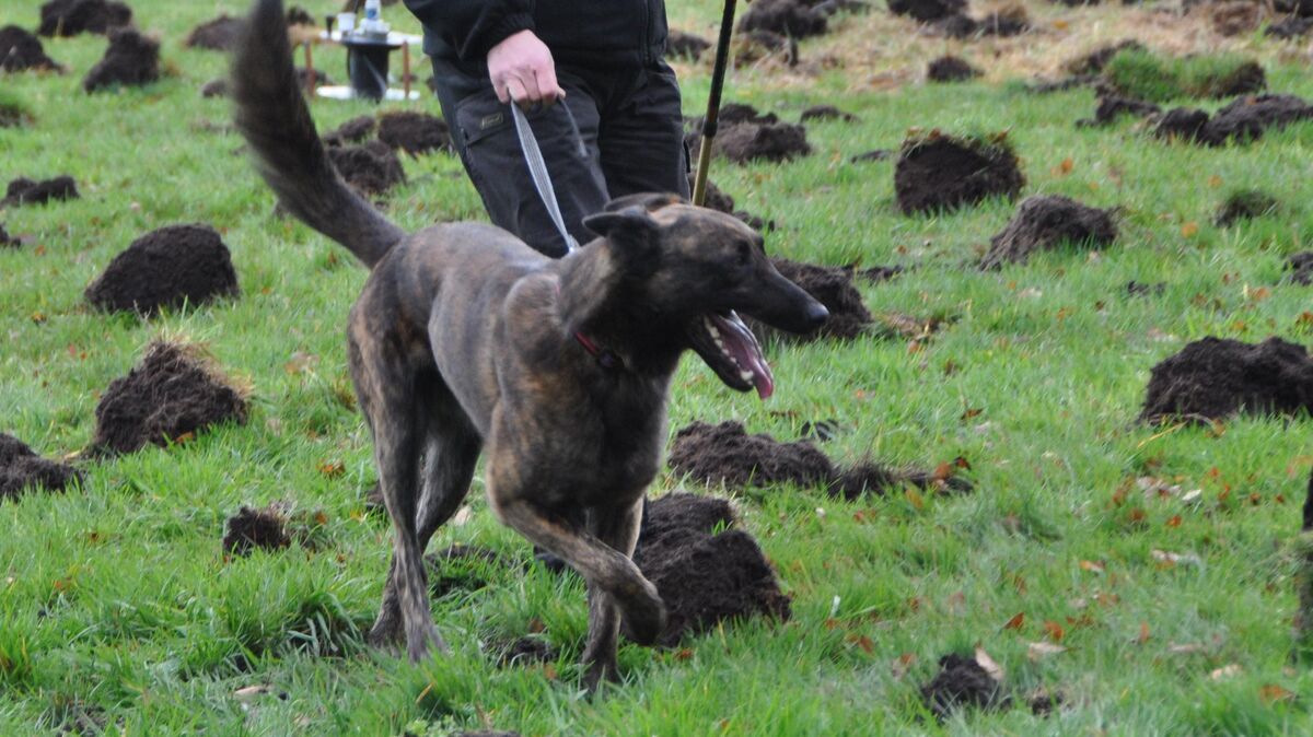 Im November 2009 gab es eine groß angelegte Suchaktion in Hechthausen. Spürhunde waren im Einsatz, um nach möglichen Hinweisen auf einen Leichenfund zu suchen. Um ihre Arbeit zu erleichtern, waren rund 1000 Löcher auf dem Grundstück am Haus von Nancy Köhn und deren Partner gegraben worden. Doch auch diese die Aktion brachte keinen Erfolg. Archivfoto: Unruh