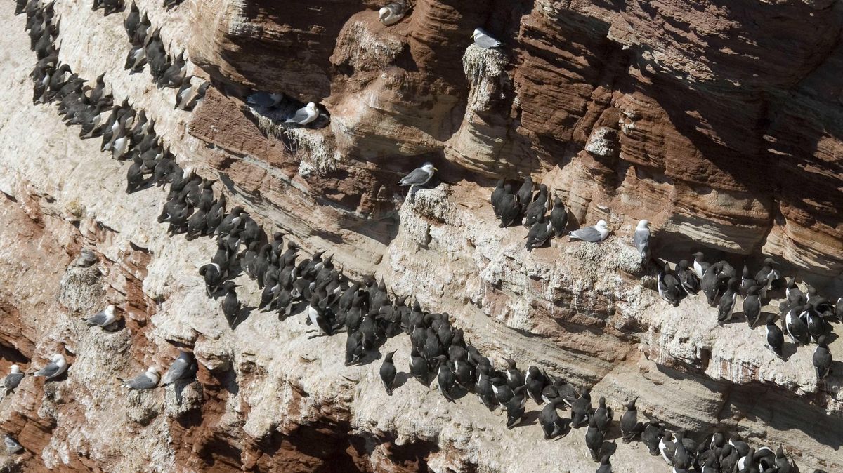 Seit Anfang der Woche stürzen sich die Trottellummen-Küken wieder von den bis zu 40 Meter hohen Felsen auf Helgoland in die Tiefe, um zu ihren Eltern im Meer zu gelangen. Foto: Hager/dpa