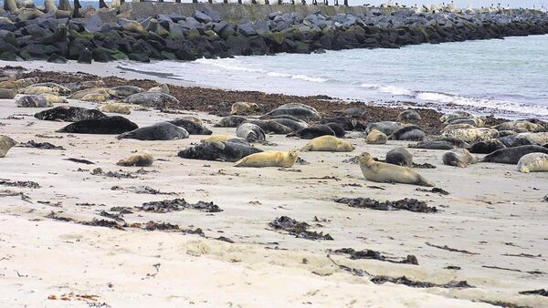 Hunderte Kegelrobben bieten Naturschauspiel auf Helgolands Düne