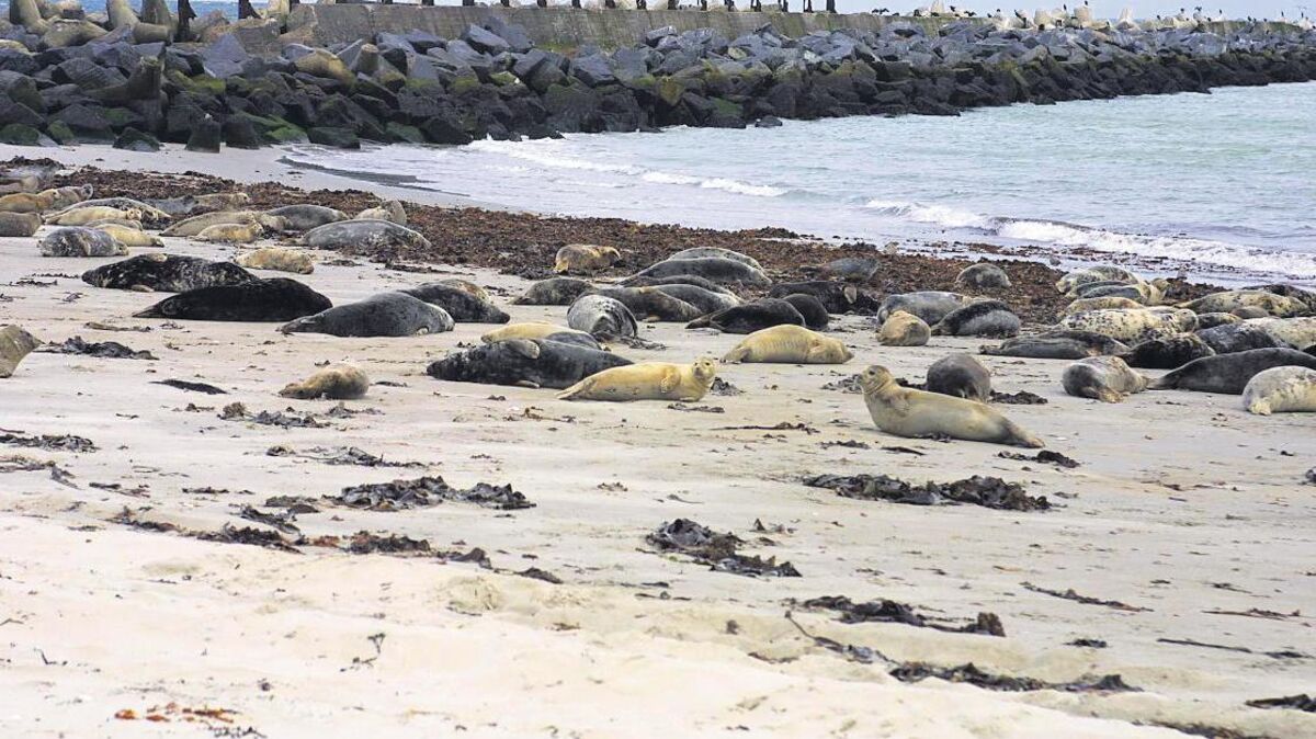 In einer langen Reihe liegen die Kegelrobben aktuell wieder dicht nebeneinander am Strand. Archivfoto: Witthohn