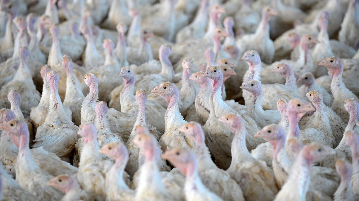 picture alliance / Carmen Jaspersen/dpa