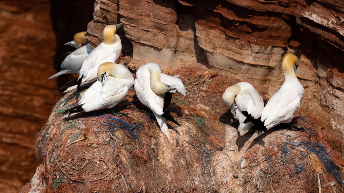 Plastiknester sind schon lange keine Seltenheit mehr am Lummenfelsen von Helgoland. Basstölpel nutzen die Kunststoffasern, um ihre Nester auszubauen - und schaffen damit nicht allzu selten ihre eigenes Grab. Foto: Elmar Ballstaedt