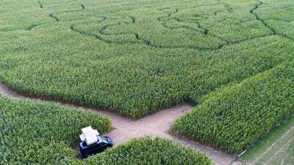 Ein Campingbulli steht in einem Maisfeld auf dem Hof eines Landwirts. Der Hof ist im Stellplatzführer «Landvergnügen» zu finden, der private Höfe in ganz Deutschland listet, die man mit seinem Reisemobil besuchen kann. Mit Stellplätzen auf dem Hof und im Feld wollen Landwirte Kurzurlaubern den Wunsch nach Kurzurlaub in der Natur erfüllen. Symbolfoto: Julian Stratenschulte/dpa