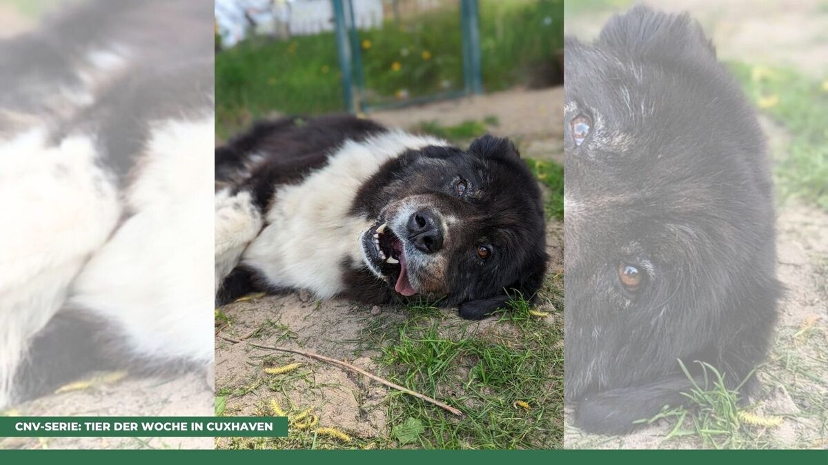 Der große Hund liebt Menschen über alles. Foto: Tierheim