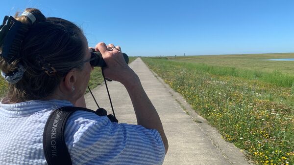 Blühender Deich im Kreis Cuxhaven: Lebensraum für gefährdete Arten