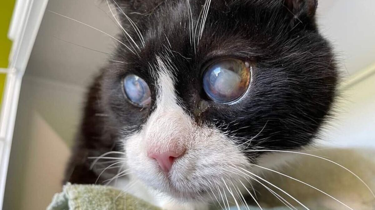 Die gefundene Katze ist blind und taub. Foto: Tierheim Cuxhaven